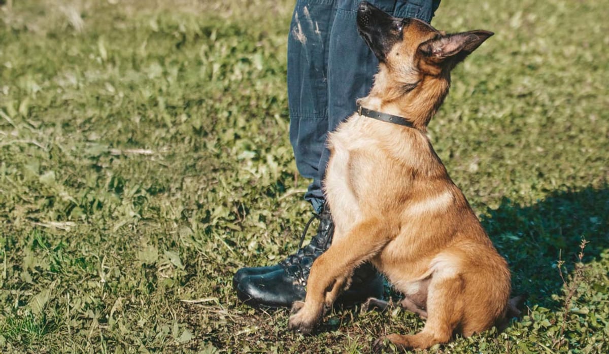 Belgian Malinois puppy holding heel position at the handler's boot