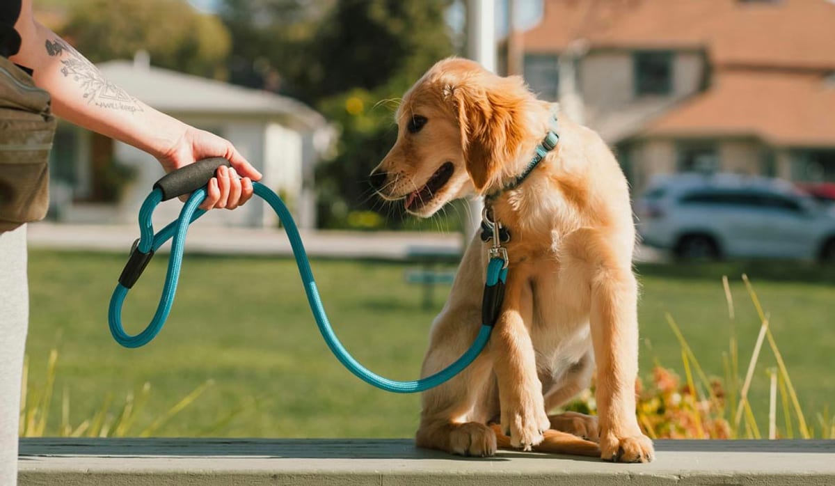 Golden retriever puppy on leash on a residential walk