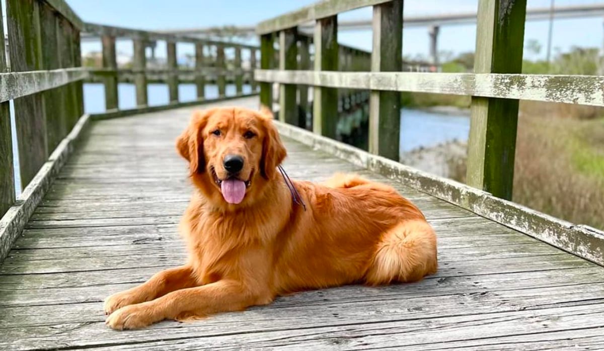 Golden retriever in a down stay on a wooden pier