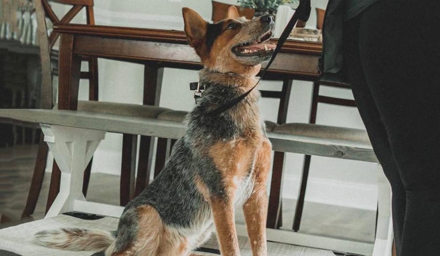Calm Heeler holding a stand stay inside a dining room