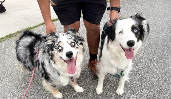 Two well-socialized Australian Shepherds side by side