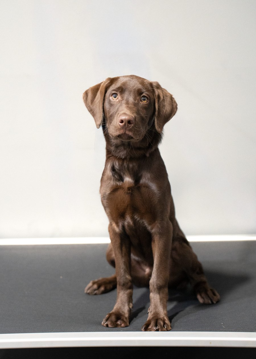 Pointer puppy sitting in fresh recall training in a yard